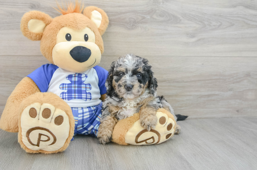 7 week old Mini Bernedoodle Puppy For Sale - Seaside Pups