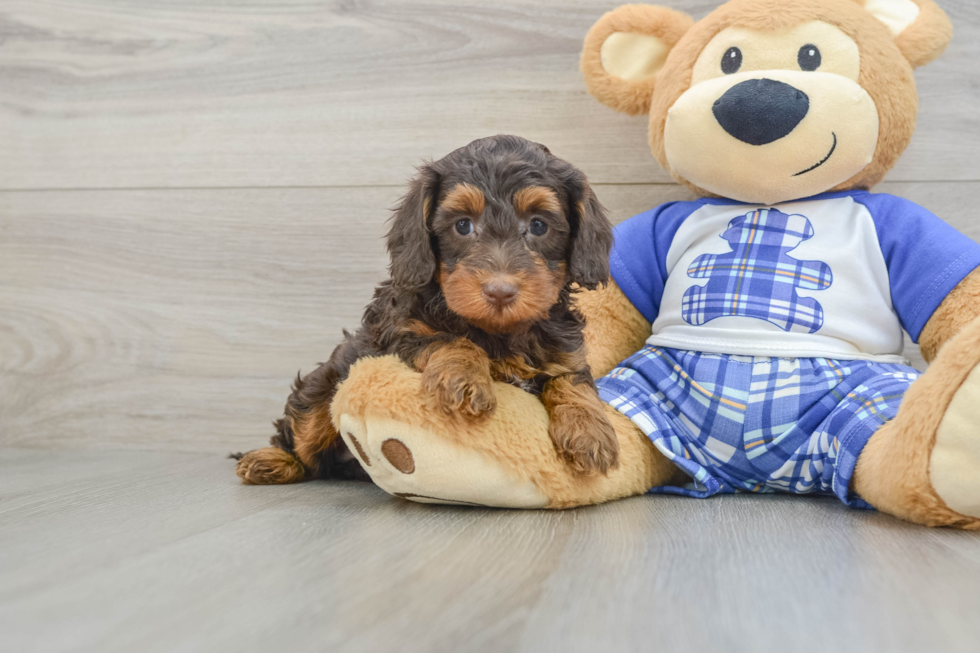 Funny Mini Bernedoodle Poodle Mix Pup