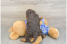 Mini Bernedoodle Pup Being Cute