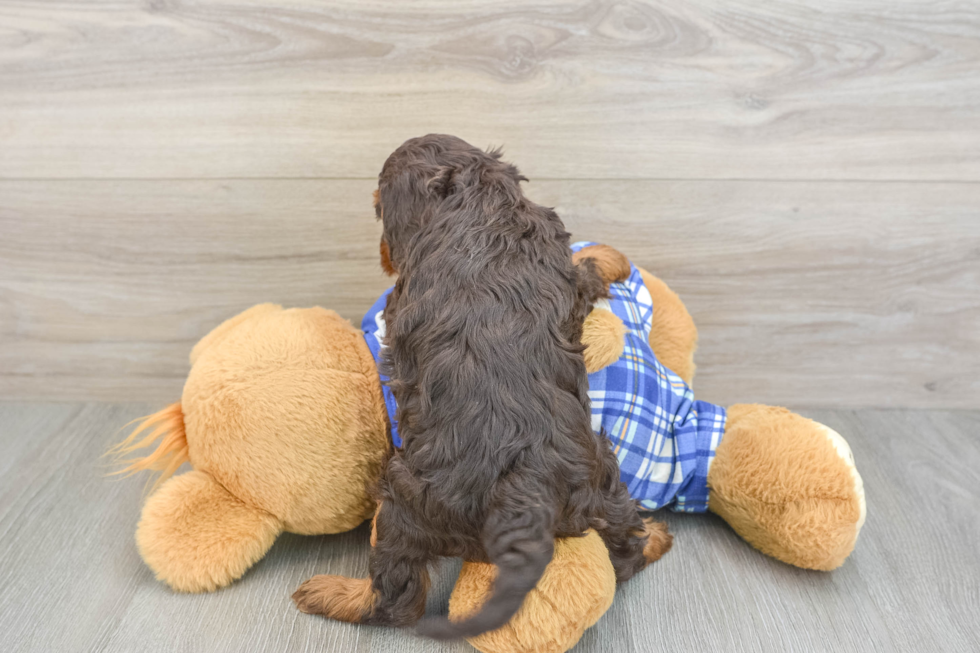 Mini Bernedoodle Pup Being Cute