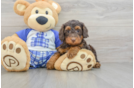 Best Mini Bernedoodle Baby