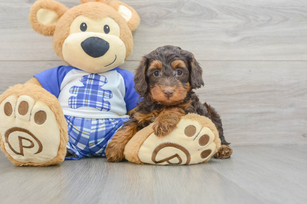 5 week old Mini Bernedoodle Puppy For Sale - Seaside Pups