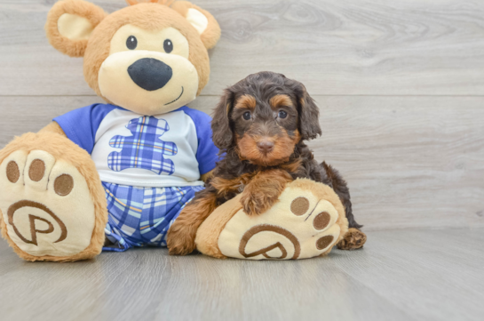Best Mini Bernedoodle Baby