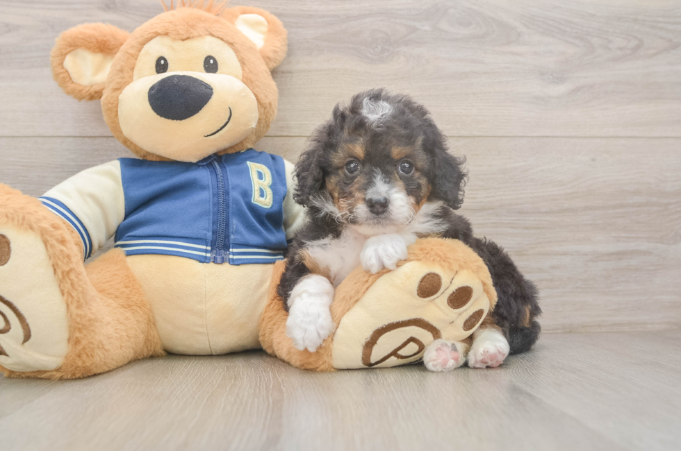 5 week old Mini Bernedoodle Puppy For Sale - Seaside Pups