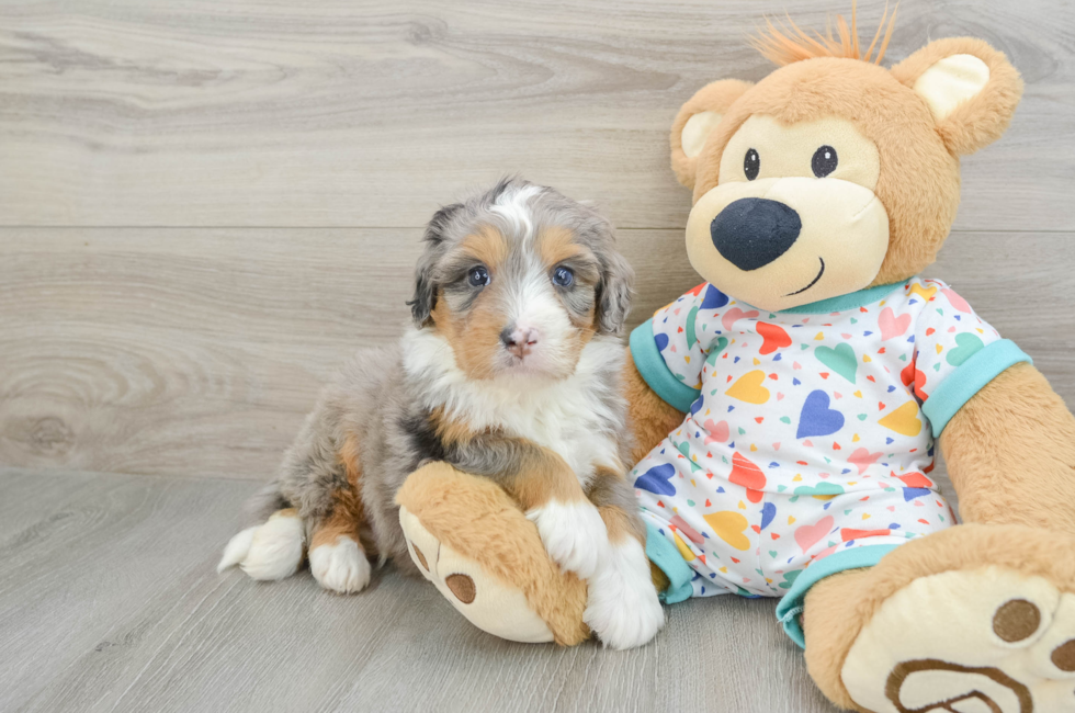 7 week old Mini Bernedoodle Puppy For Sale - Seaside Pups