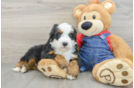 Funny Mini Bernedoodle Poodle Mix Pup