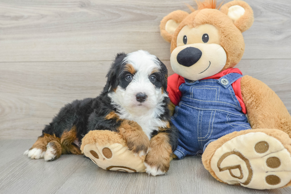 Funny Mini Bernedoodle Poodle Mix Pup