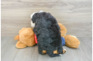 Mini Bernedoodle Puppy for Adoption