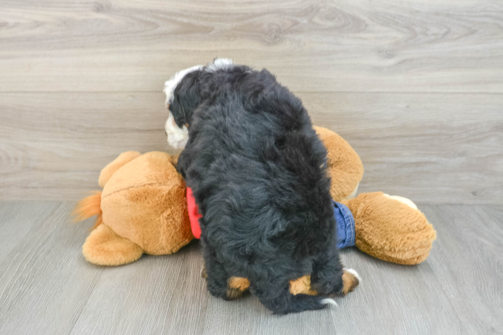 Mini Bernedoodle Puppy for Adoption