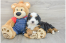 Playful Mini Bernesedoodle Poodle Mix Puppy