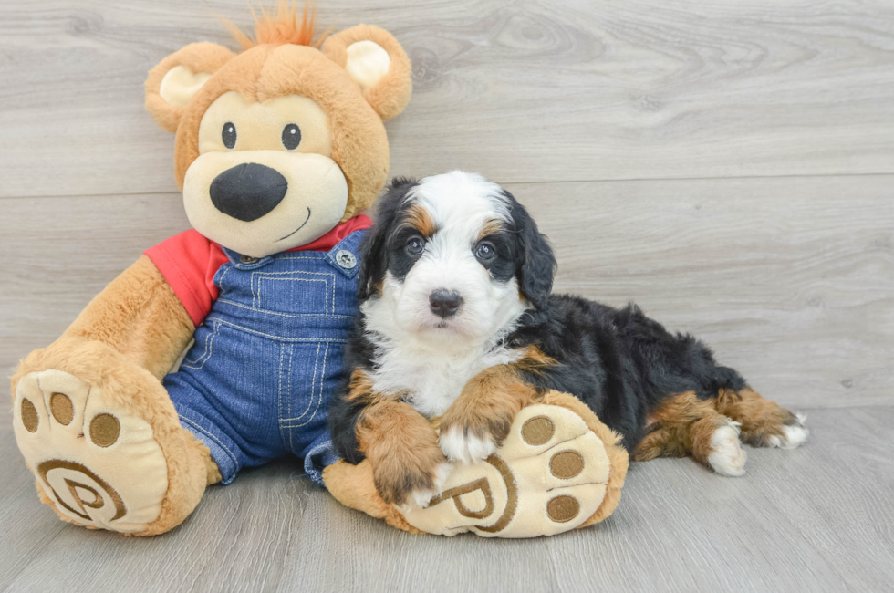 5 week old Mini Bernedoodle Puppy For Sale - Seaside Pups