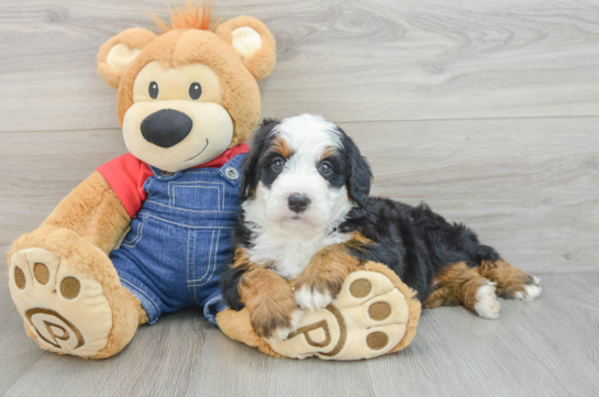 Playful Mini Bernesedoodle Poodle Mix Puppy