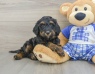 7 week old Mini Bernedoodle Puppy For Sale - Seaside Pups