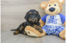 Mini Bernedoodle Puppy for Adoption