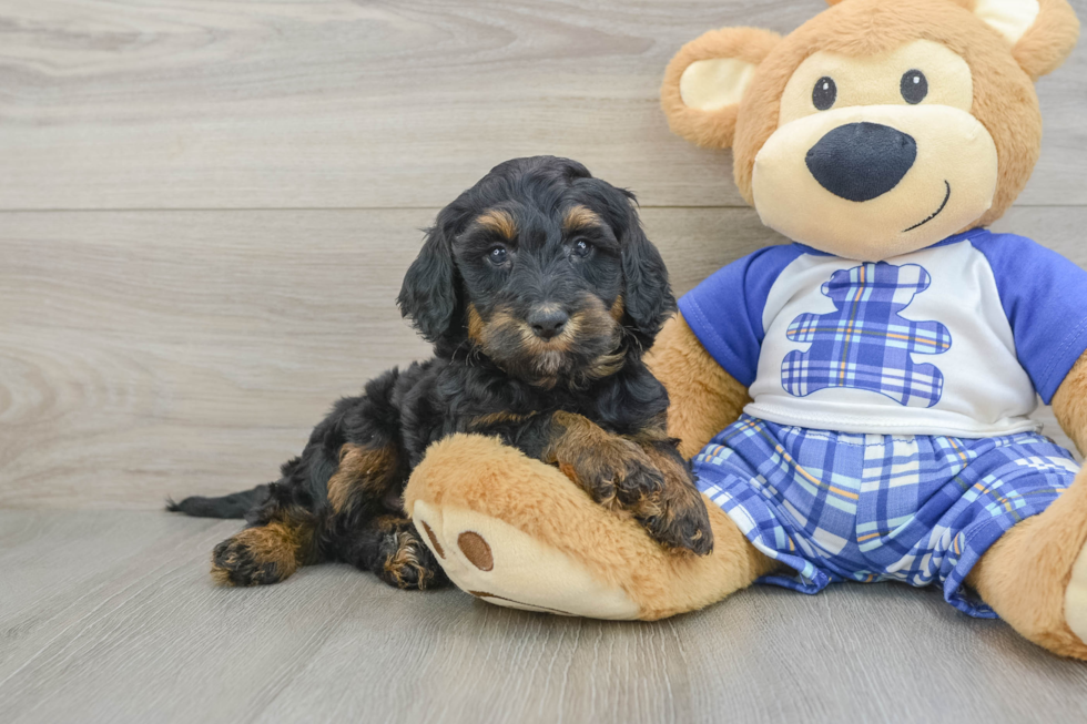 Mini Bernedoodle Puppy for Adoption