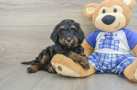 Mini Bernedoodle Puppy for Adoption