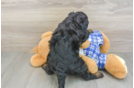 Friendly Mini Bernedoodle Baby