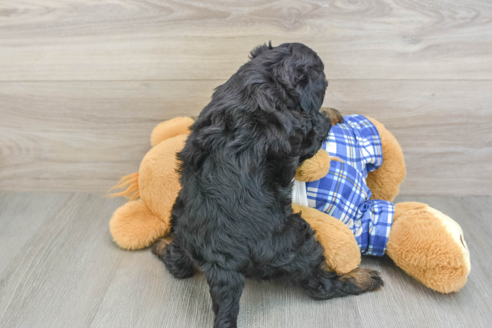 Friendly Mini Bernedoodle Baby