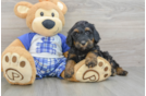Happy Mini Bernedoodle Baby