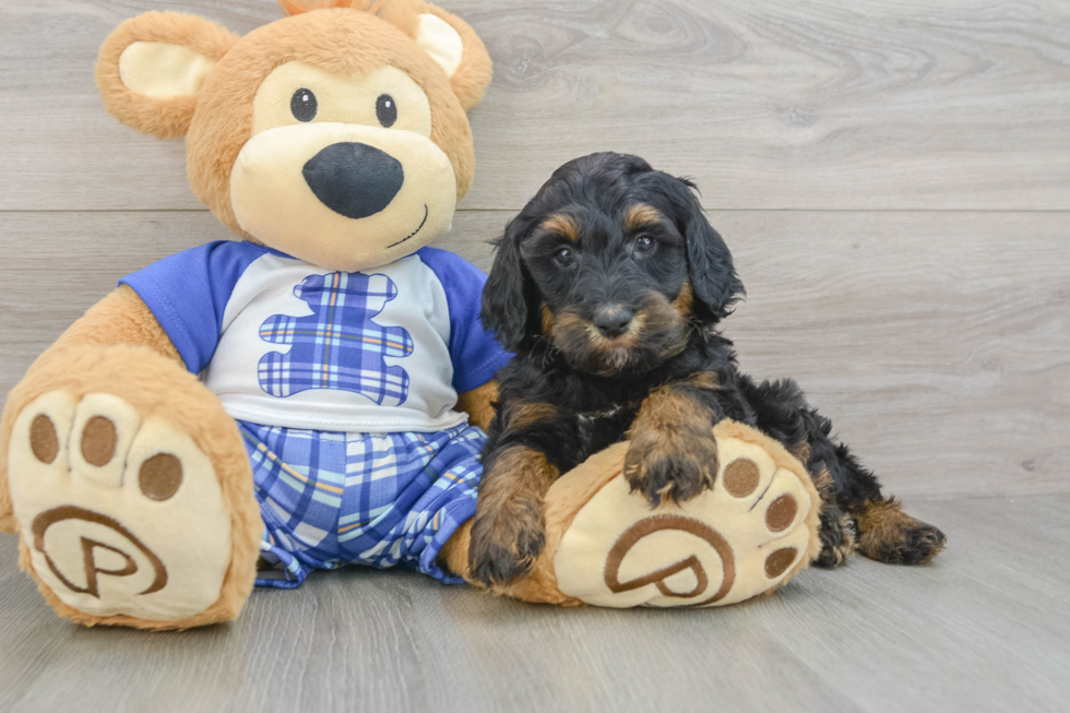 Happy Mini Bernedoodle Baby