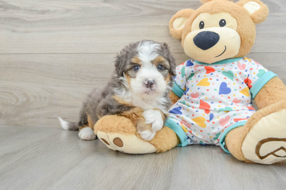 Best Mini Bernedoodle Baby