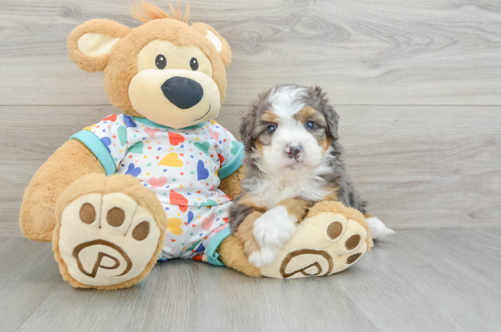 7 week old Mini Bernedoodle Puppy For Sale - Seaside Pups