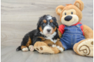 Best Mini Bernedoodle Baby