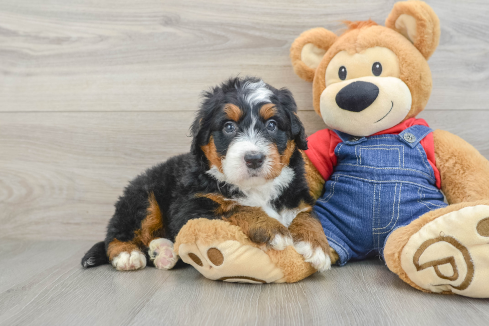 Best Mini Bernedoodle Baby
