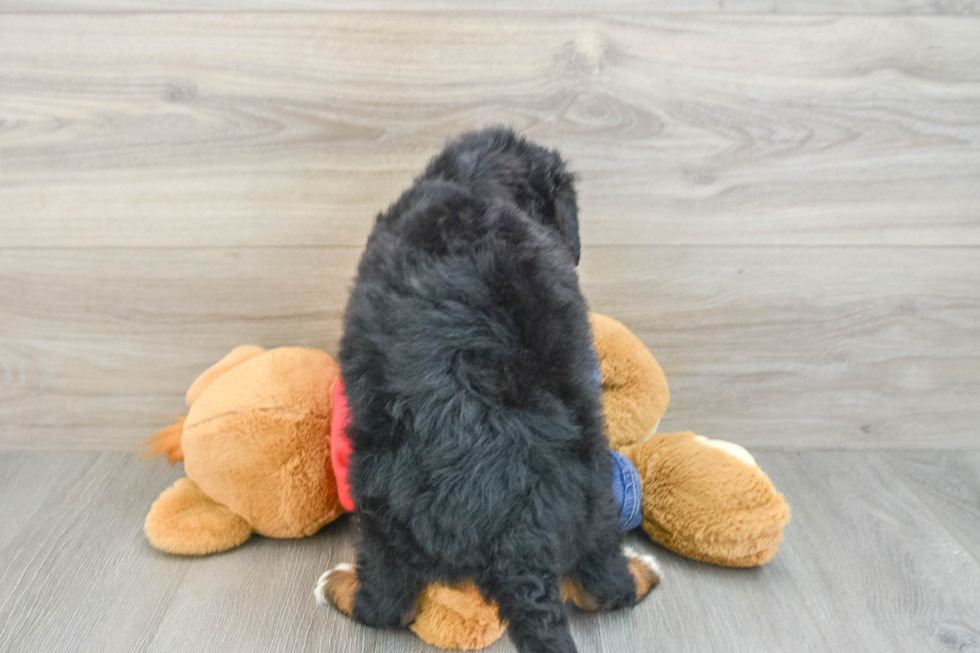 Mini Bernedoodle Pup Being Cute
