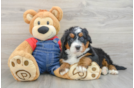 Popular Mini Bernedoodle Poodle Mix Pup