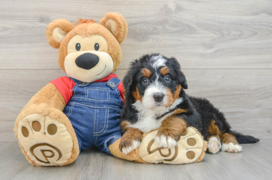 Popular Mini Bernedoodle Poodle Mix Pup