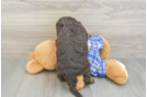 Cute Mini Bernedoodle Baby