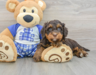 7 week old Mini Bernedoodle Puppy For Sale - Seaside Pups