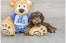 Best Mini Bernedoodle Baby