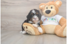 Mini Bernedoodle Pup Being Cute