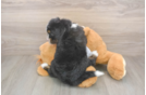 Smart Mini Bernedoodle Poodle Mix Pup