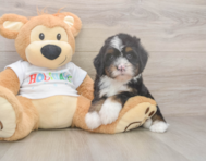 8 week old Mini Bernedoodle Puppy For Sale - Seaside Pups