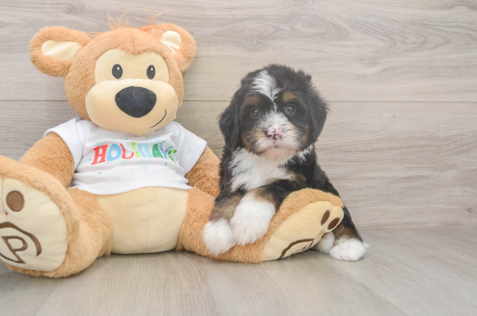 6 week old Mini Bernedoodle Puppy For Sale - Seaside Pups