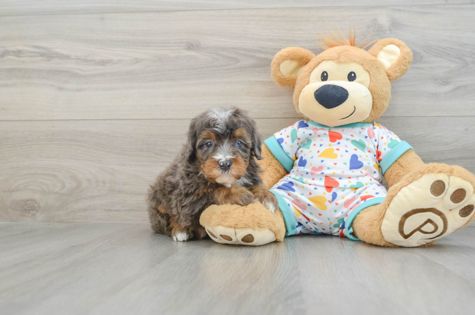 6 week old Mini Bernedoodle Puppy For Sale - Seaside Pups