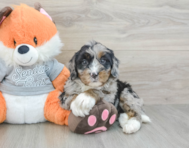 6 week old Mini Bernedoodle Puppy For Sale - Seaside Pups