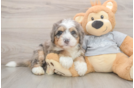 Smart Mini Bernedoodle Poodle Mix Pup