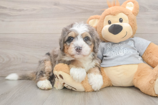 Smart Mini Bernedoodle Poodle Mix Pup
