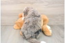 Mini Bernedoodle Puppy for Adoption