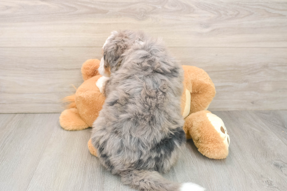 Mini Bernedoodle Puppy for Adoption