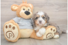 Best Mini Bernedoodle Baby
