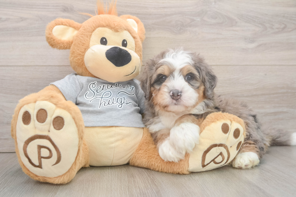 Best Mini Bernedoodle Baby