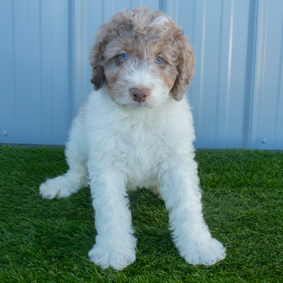 Bernedoodle poodle cross fashion