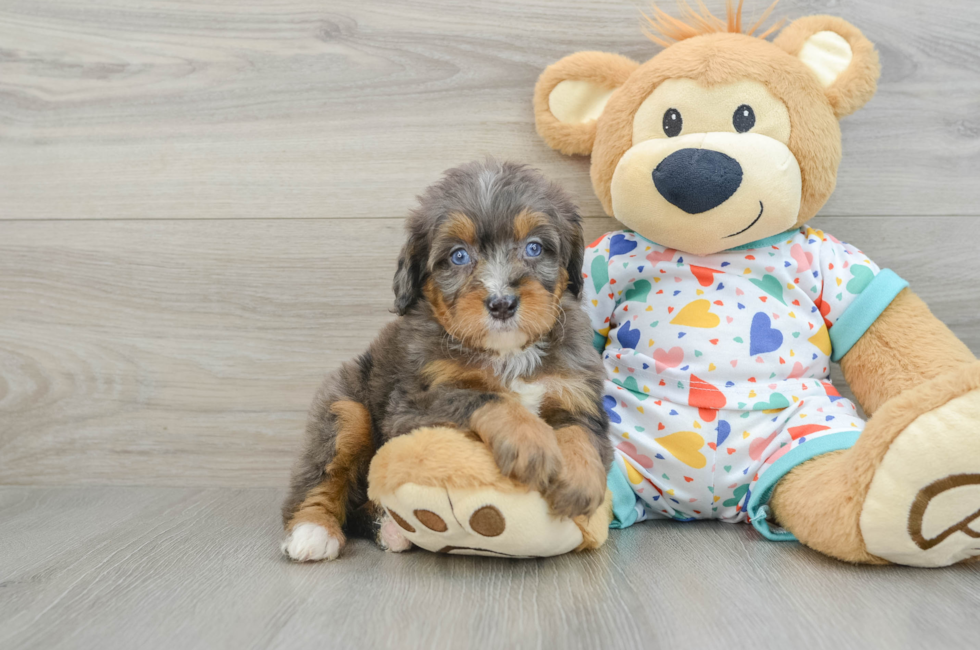 6 week old Mini Bernedoodle Puppy For Sale - Seaside Pups