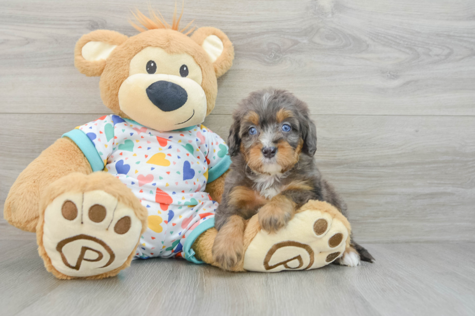 Adorable Mini Bernadoodle Poodle Mix Puppy