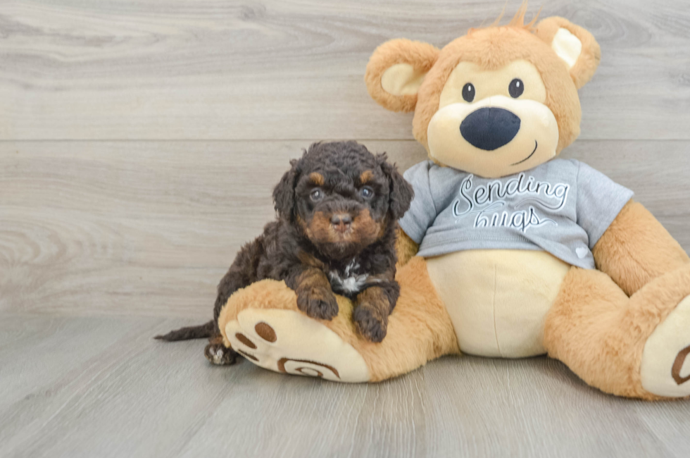 6 week old Mini Bernedoodle Puppy For Sale - Seaside Pups